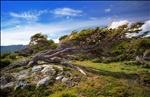 By the forse of high winds the trees grow in horizontally way